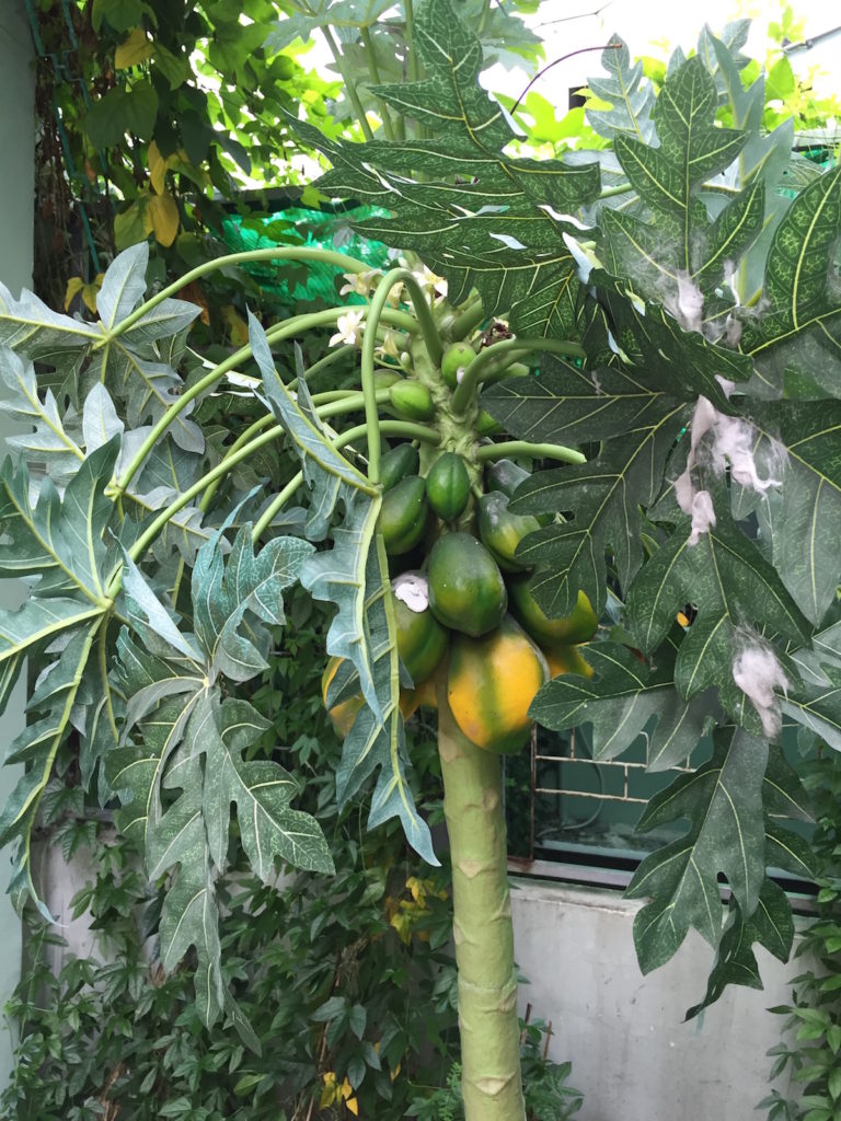 papaya